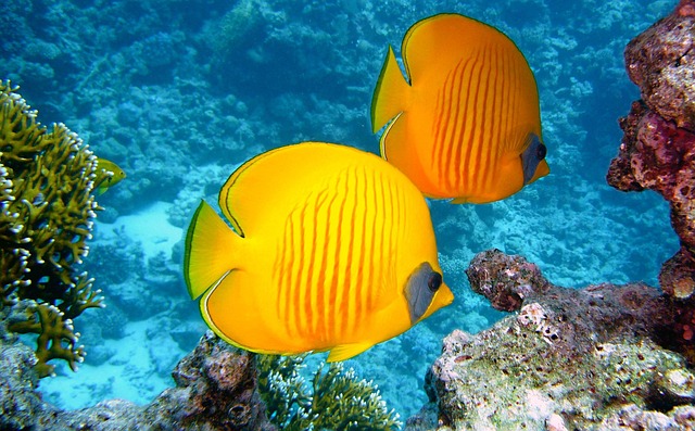Belize Villas With Reef Access