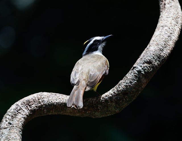 Costa Rica Resorts for Eco Travelers With Jungle