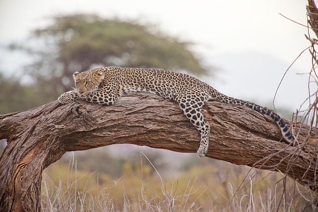 Kenya Villas Under $220 Safari Stay