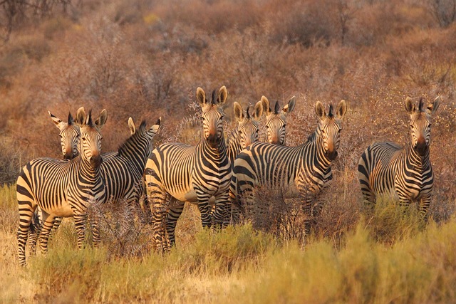 South Africa Safari Resorts for Wildlife Lovers