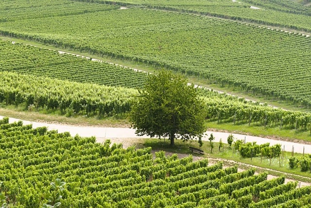 Tuscany Villas With Vineyard View and Countryside Feel